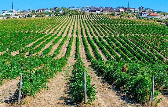 Виноградный парк с винодельней и музеем планируется создать под Новороссийском