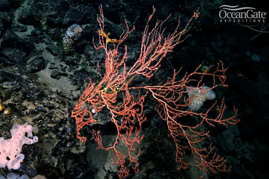 Загадочная отметка на сонаре около "Титаника" оказалась коралловым садом