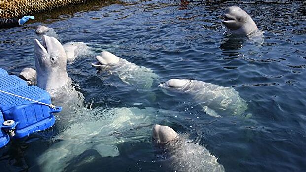 Косаткам в "китовой тюрьме" в Приморье резко поплохело
