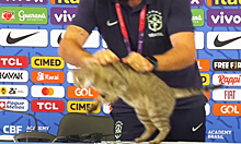 «Живодёр, гад и козлина»: что говорят о сбросившем кота сотруднике сборной Бразилии