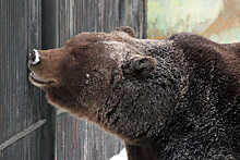 Обитатели нижегородского зоопарка «Лимпопо» начали выходить из спячки