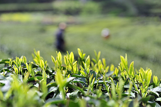 Китайцы развернут под Москвой производство чая