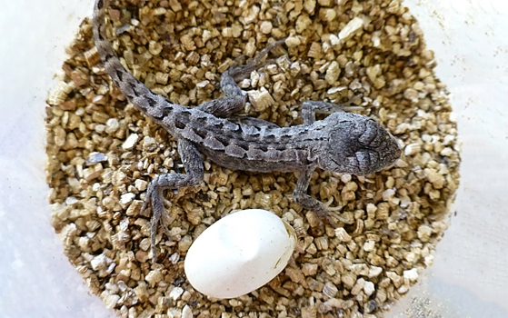 Тепло стимулирует репродуктивные способности ящериц