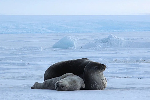 У станции Мирный в Антарктиде появились первые в сезоне малыши тюленей
