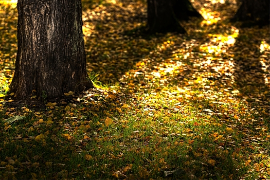 Аномально для сентября: температура в Кузбассе окажется выше нормы в ближайшее время