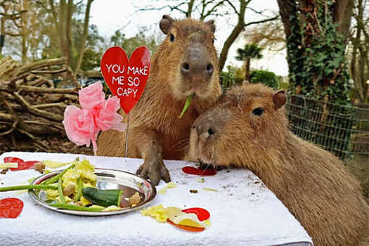 РИА Новости: дефицит капибар в России разогнал цены на них до 2 млн рублей