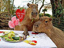 РИА Новости: дефицит капибар в России разогнал цены на них до 2 млн рублей