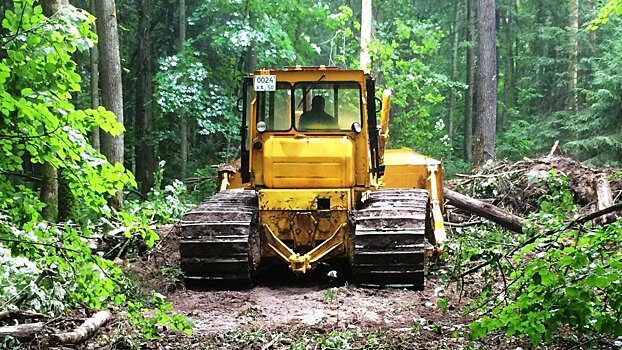 Более 400 км квартальных просек очистили в лесах Подмосковья