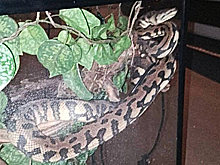 В Москве пожарные вынесли питона из горящего здания