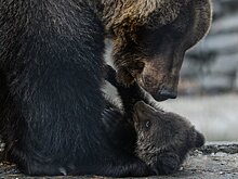 Ресторанные потехи: как в Армении медведя вывели из клетки в люди