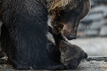 Ресторанные потехи: как в Армении медведя вывели из клетки в люди