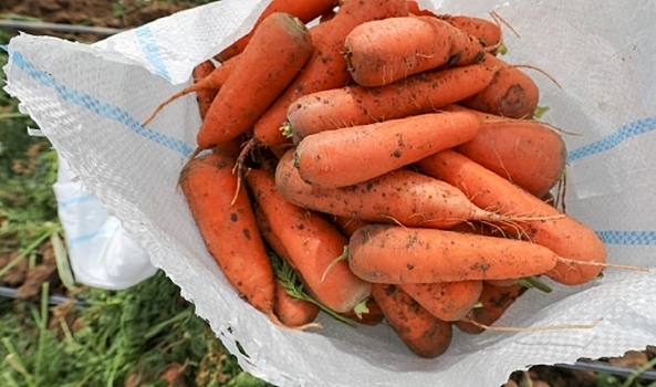 Из Волгоградской области в Казахстан направили 140 тонн моркови и свеклы
