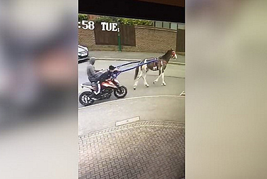 Видео: двое подростков и конь угнали мотоцикл