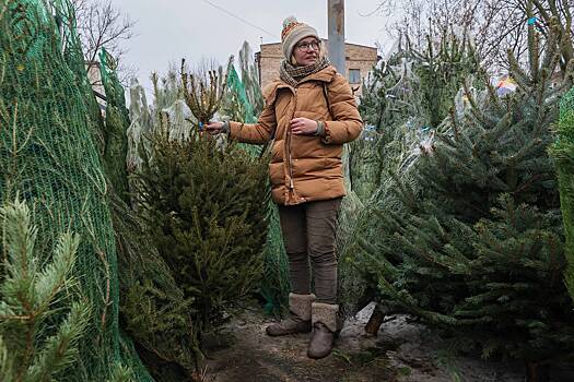 Экологичность искусственной и живой ели сравнили