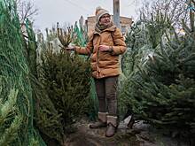 Экологичность искусственной и живой ели сравнили