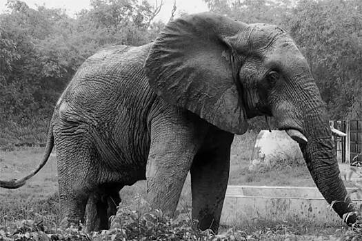В Индии умер знаменитый одинокий слон