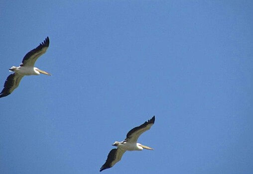 На Ханском озере около Ейска поселились розовые пеликаны