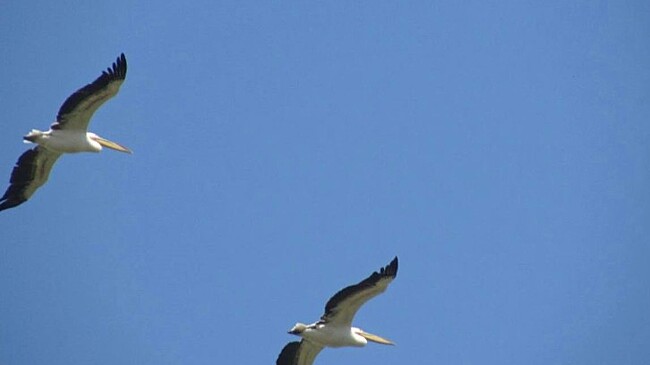 На Ханском озере около Ейска поселились розовые пеликаны