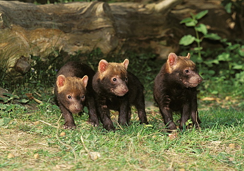 В Московском зоопарке родились детеныши кустарниковых собак