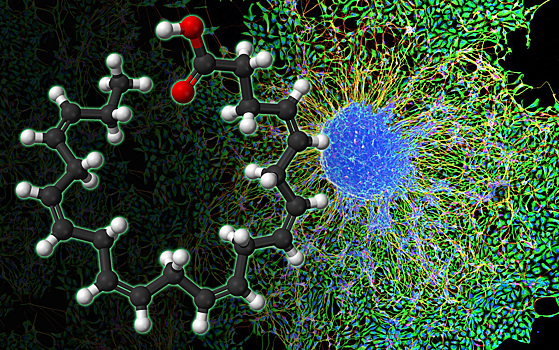 Омега-3 оказались способны регулировать деление стволовых клеток жировой ткани