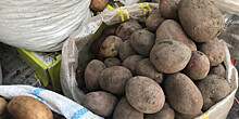 Названы рекомендации по хранению семенного картофеля