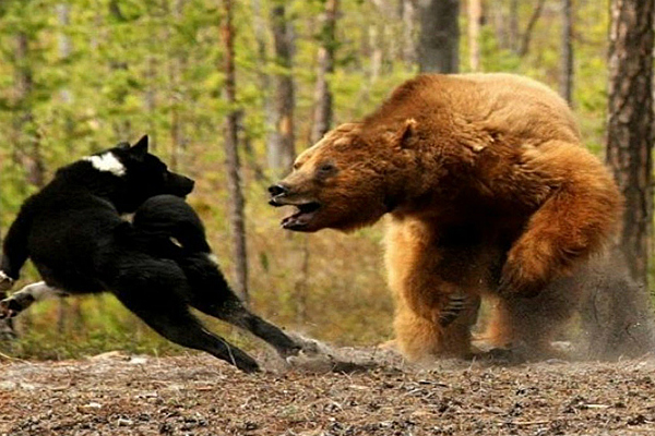 Игры медведи против медведей