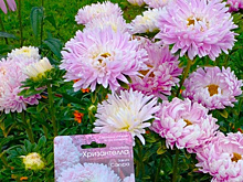 Вы забудете про обычные астры! Сердца дачников покорила Хризантелла — роскошная серия однолетних сортов