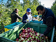 Почему российские яблоки не победили импортные