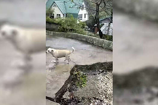 В Сочи у многоквартирного дома сошел оползень из-за стройки
