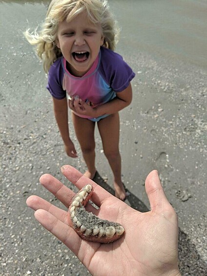 «Пошли на пляж, чтобы найти зубы акулы, и это совсем не то, чего я ожидал, когда дочь крикнула „Я нашла зубы!“»  