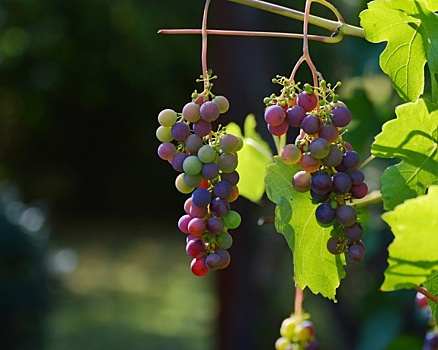 Кубань предложила отдать регионам право лицензировать производство гаражного вина
