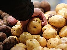 В России начали фиксировать цены на картофель