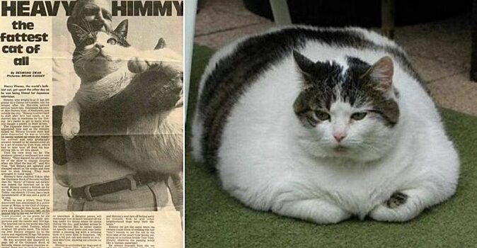 Коты були фото