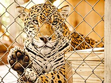 Ягуар набросился в зоопарке на любительницу селфи