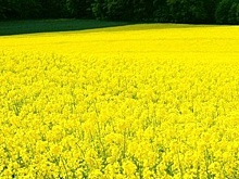 В Новосибирской области в октябре зацвели рапсовые поля