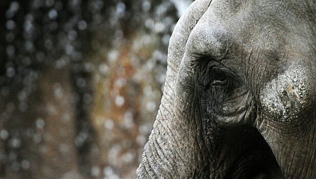 Слон до смерти забил хоботом работника зоопарка в Японии