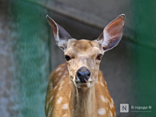 Нижегородцы встревожены гибелью оленей на дзержинском заводе