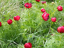 На Кубани нашли пионы из Красной книги России