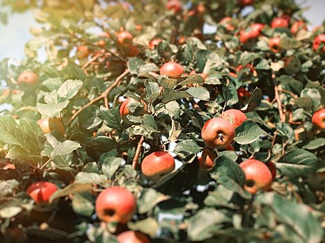 Агроном Викулов: удобрения с фосфором и калием помогут плодовым деревьям пережить зиму