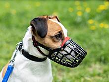 Владельцам собак напомнили о требовании использовать намордник в ряде мест