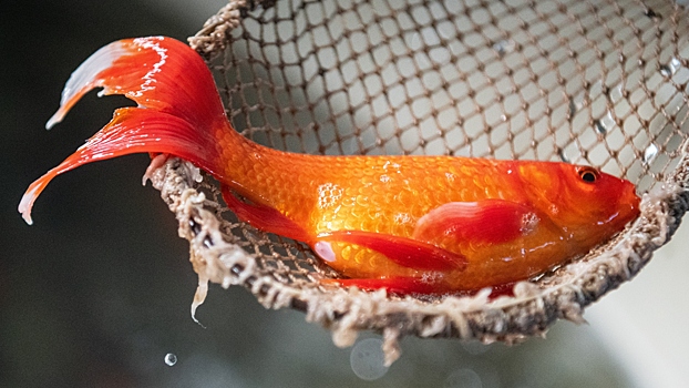 Создан портативный комплекс для экспресс-теста свежести рыбы