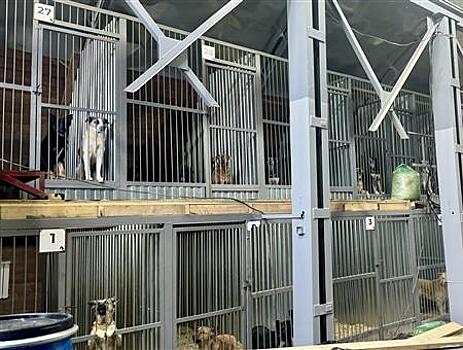 В Самаре модернизировали приют для собак, проходящих программу ОСВВ