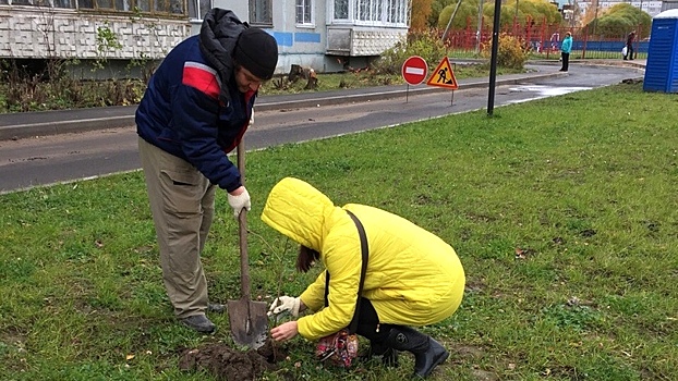 250 деревьев высадили в Фрязиновском парке Вологды