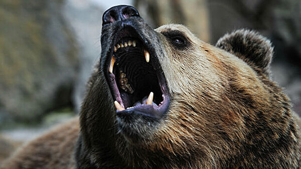 Медведь сбил российский беспилотник