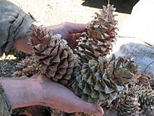 Бюджет края скорректирован в пользу здравоохранения, образования и культуры