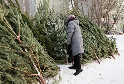 Омские лесхозы реализовали лишь половину заготовленных новогодних сосен
