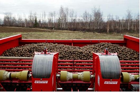 Ямальскую землю засадили голландским картофелем