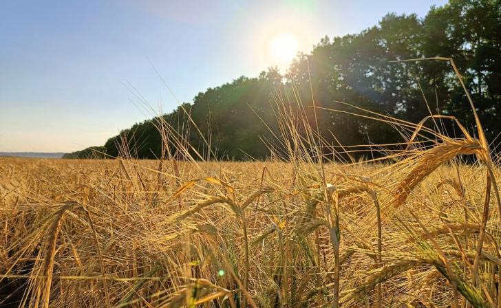 В Курской области сотрудник сельхозкомпании организовал кражу зерна на 18 млн рублей