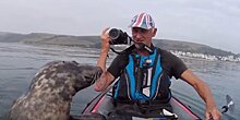 Любопытный тюлень попытался забраться в байдарку к туристу