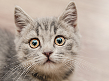 Опубликовано видео спасения кота с замерзшей реки